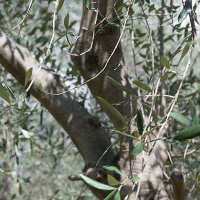 raccolta delle olive