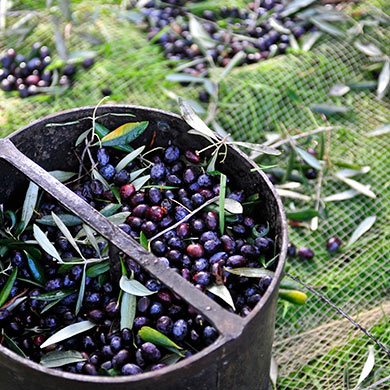 raccolta olive taggiasche con reti
