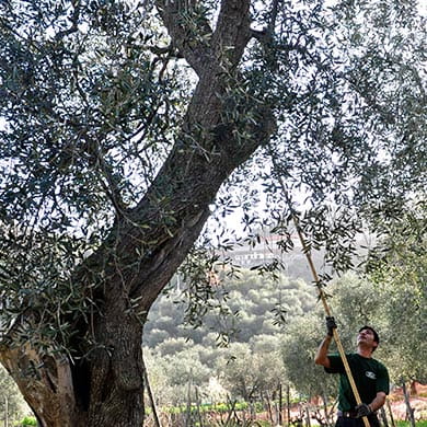 fasi di raccolta delle olive taggiasche