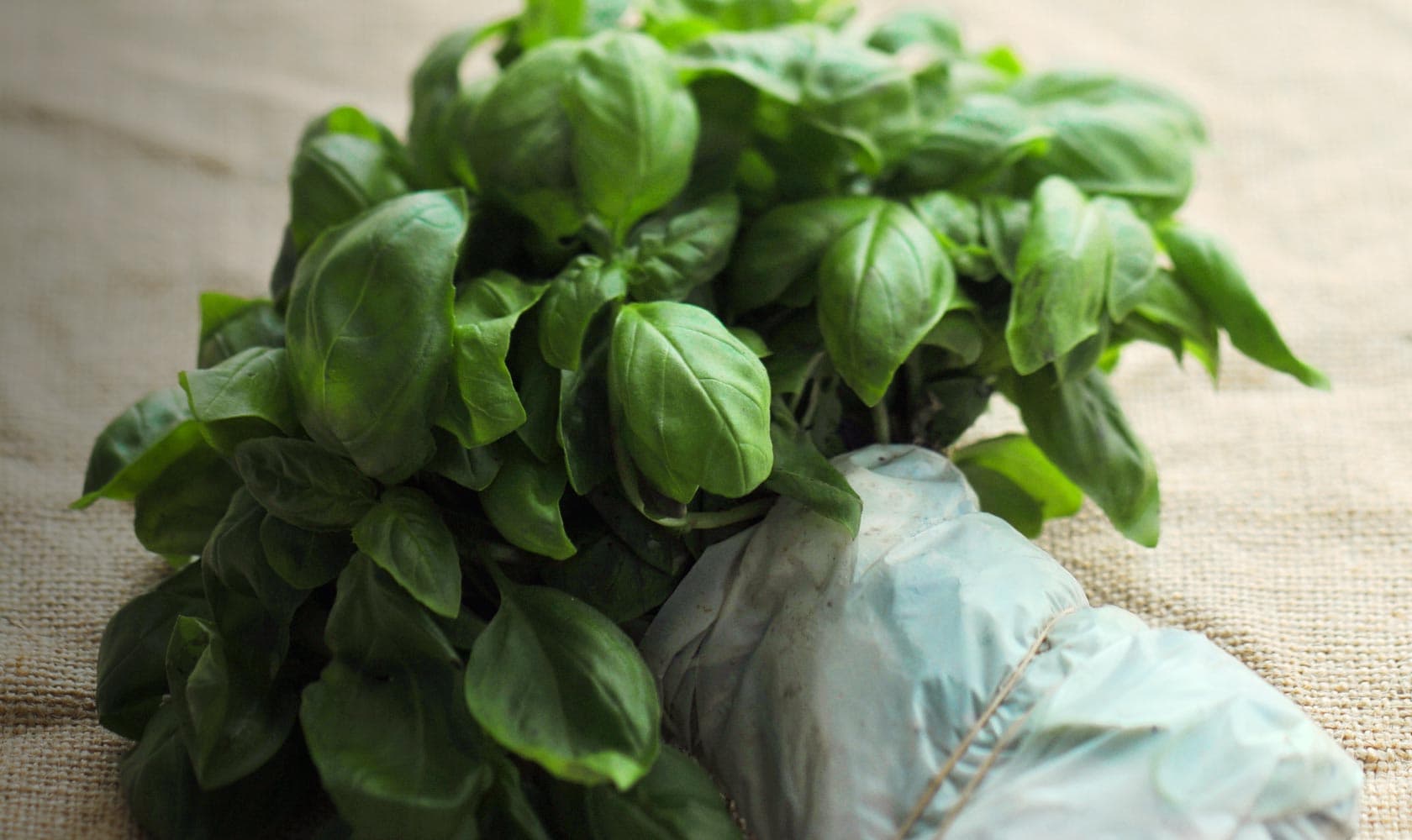 basilico genovese DOP