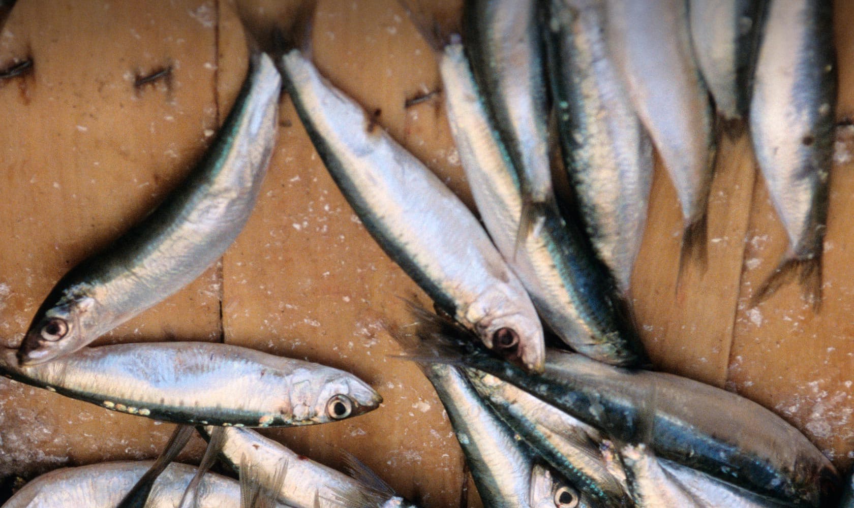 Mer en conserve italienne