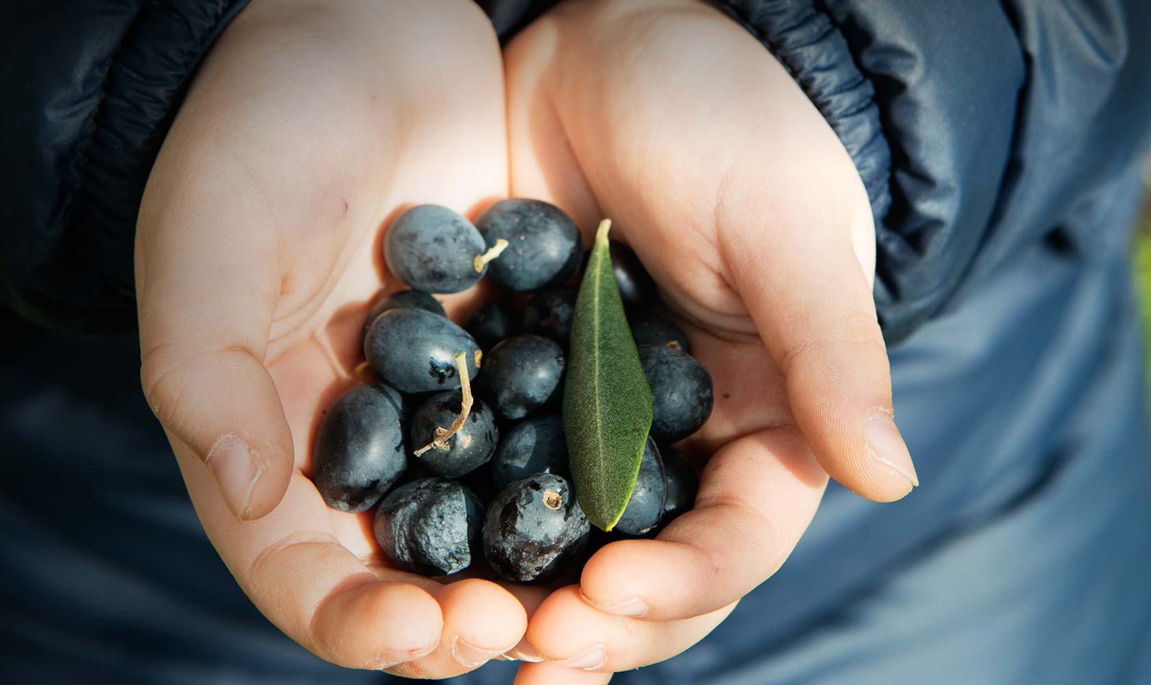 olive taggiasche nere