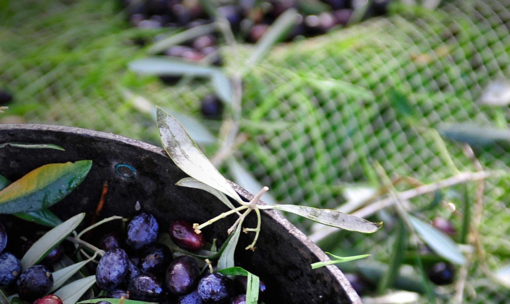 olive taggiasche liguria