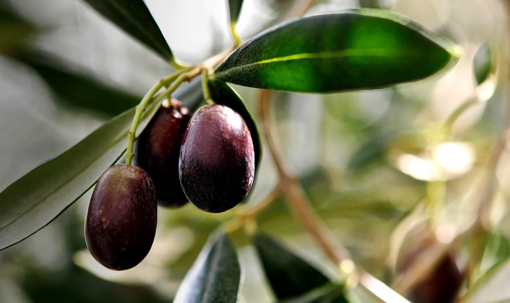 prodotti tipici liguri da gustare